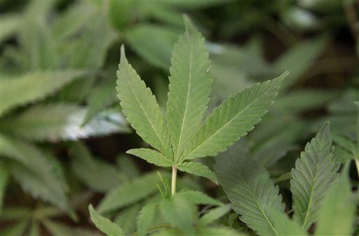 Ballot Issues: Voters May Loosen Pot Rules
