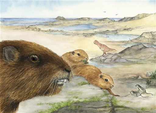 Fossil Find: Giant Rodent With Crazy Super Senses