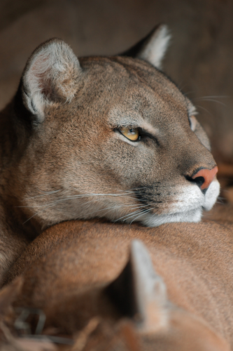 Cougar's Long Trek to Chicago May Tell Tale