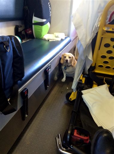 Dog Secretly Hitches Ride on Ambulance With Owner