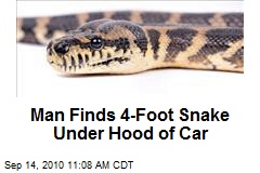 Man Finds 4-Foot Snake Under Hood of Car