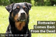 Rottweiler Comes Back From the Dead
