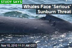 Whales Face 'Serious' Sunburn Threat