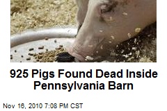 925 Pigs Found Dead Inside Pa. Barn