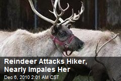 Reindeer Attacks Hiker