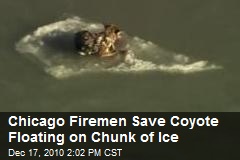 Floating Coyote Rescued Off Chicago Shoreline