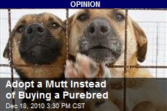 Adopt a Mutt Instead of Buying a Purebred
