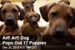 Arf! Arf! Dog Pops Out 17 Puppies