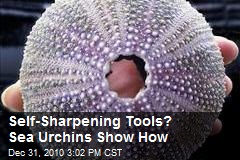 Self-Sharpening Tools? Sea Urchins Show How