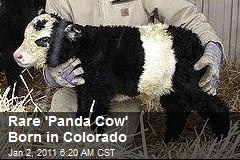 Rare 'Panda Cow' Born in Colorado