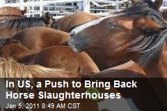 In US, a Push to Bring Back Horse Slaughterhouses