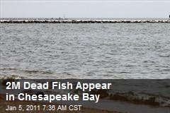 2M Dead Fish Appear in Chesapeake Bay