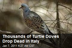 Thousands Of Turtle Doves Drop Dead in Italy