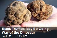 Black Truffles May Be Going Way of the Dinosaur