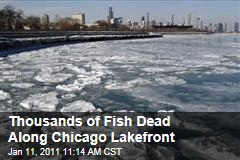 Thousands of Fish Wash Up Along Chicago Lakefront