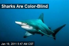 Sharks Are Color-Blind