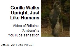 Gorilla Walks Upright, Just Like Humans