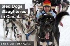 Canada Probes Sled Dog Slaughter