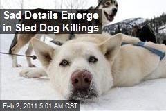 Vigilantes Threaten to Cull Sled Dog Killer