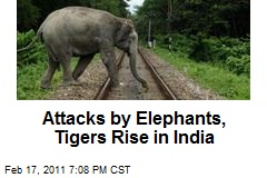 Attacks by Elephants, Tigers Rise in India