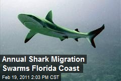 Annual Shark Migration Swarms Florida Coast