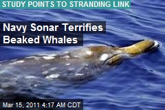Navy Sonar Terrifies Beaked Whales