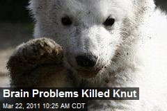 Brain Problems Killed Knut
