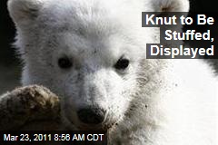 Knut the Polar Bear to Be Stuffed, Displayed in Berlin Natural History Museum