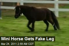Mini Horse Gets Fake Leg
