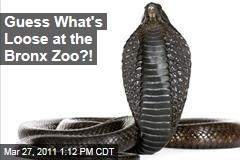 Egyptian Cobra Missing at the Bronx Zoo's Reptile House