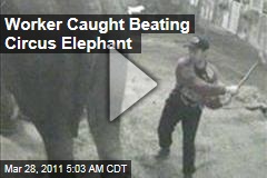Circus Elephant Beaten, Probed Launched