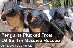Penguins Plucked From Oil Spill in Massive Rescue