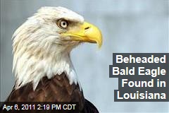 Bald Eagle Beheaded in Louisiana, and Officials Offer $2,000 Reward