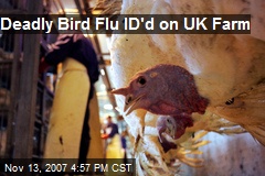 Deadly Bird Flu ID'd on UK Farm
