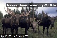 Alaska Bans Tasering Wildlife