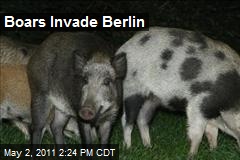 Boars Invade Berlin