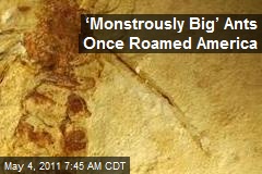&lsquo;Monstrously Big&rsquo; Ants Once Roamed America