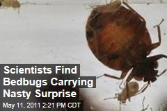 Scientists Find Bedbugs Carrying Nasty Surprise: MRSA, the Superbug Germ
