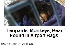 Leopards, Monkeys, Bear Found in Airport Bags