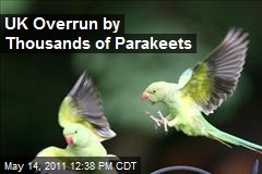 In the UK, Thousands of Parakeets Swarm