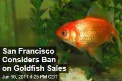 San Francisco Weighs Ban on Goldfish, Tropical Fish, Guppy Sales