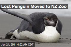 Lost Emperor Penguin Moved to Wellington Zoo