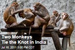 Two Monkeys Get Married in India