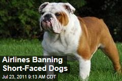 Airlines Ban Dog Breeds: Bulldogs, Pugs, Boxers Not Allowed On Many Flights