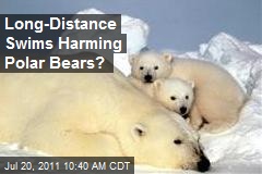 Long-Distance Swims Harming Polar Bears?