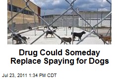 Drug Could Someday Replace Spaying for Dogs