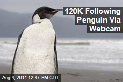 Emperor Penguin, New Zealand: 'Happy Feet' Gathers Online Audience of 120,000