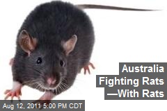 Australia Fighting Rats &mdash;With Rats