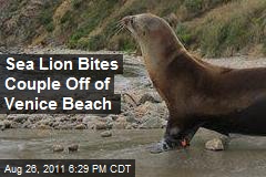 Sea Lion Bites Couple Off of Venice Beach