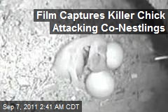 Film Catches Killer Chicks Attacking Co-Nestlings